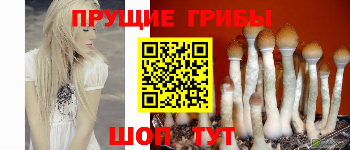 Димитровград  Галлюциногенные грибы Cubensis  Вход с VPN 